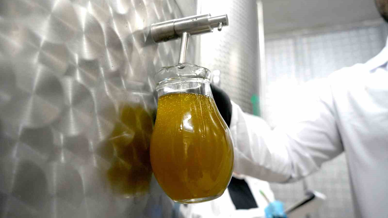 Zeytin üreticileri dört gözle bekliyor! Tariş ne vakit fiyat açıklayacak?