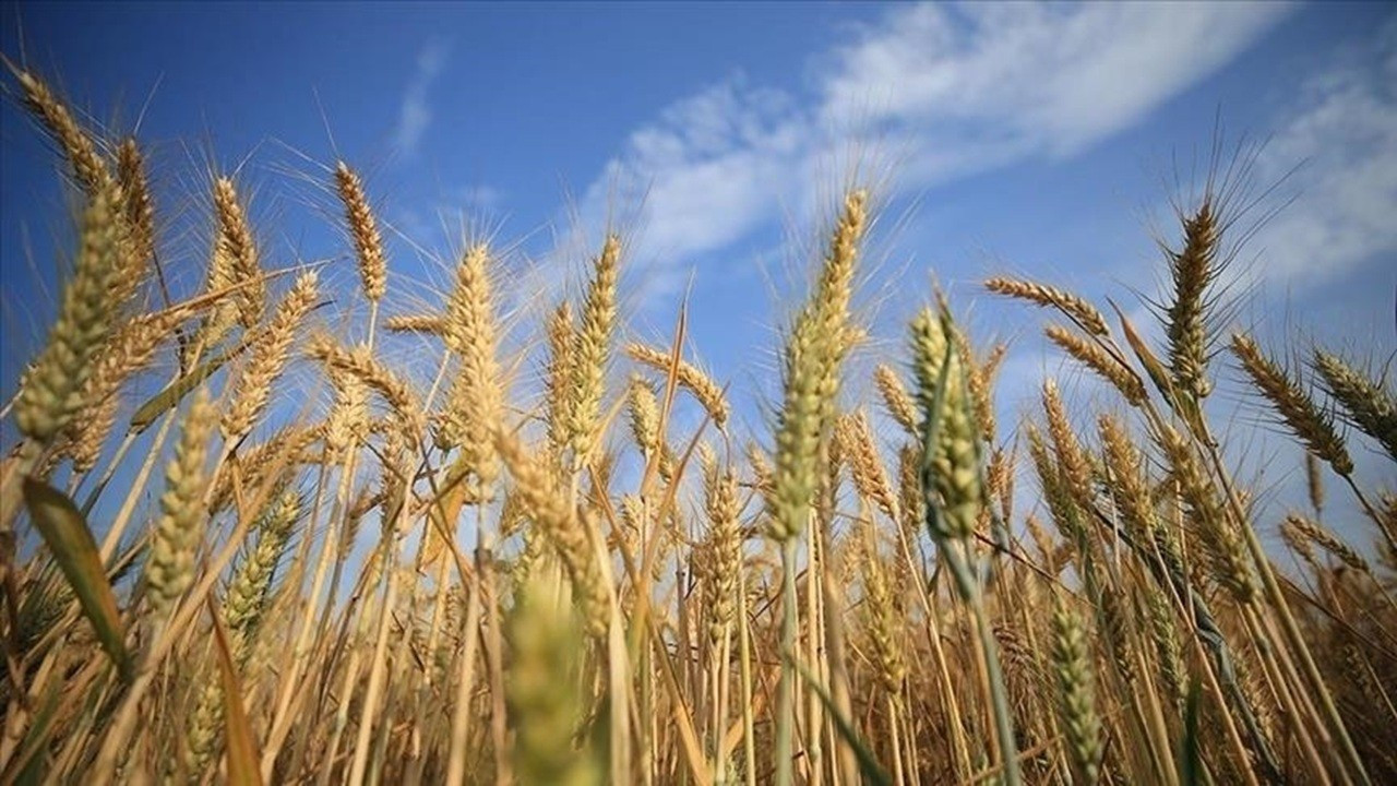 Rusya’dan tahıl ihracatında tarihi tepe: 72 milyon ton ile rekor kırıldı