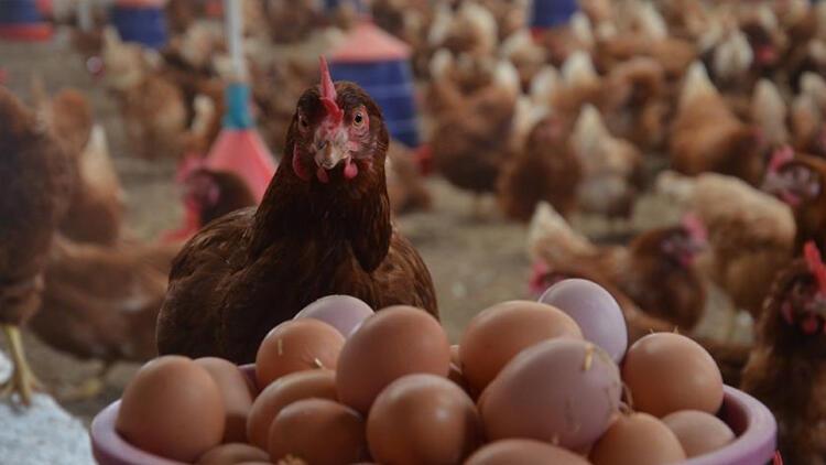 DFİF, sofralık yumurtada indirime gidiyor