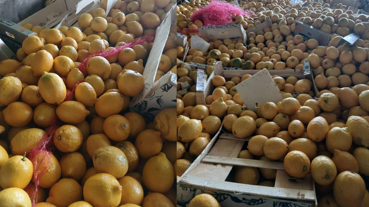 Hatay’da İhraç Edilecek Limonlarda Yasaklı Pestisit Tespiti