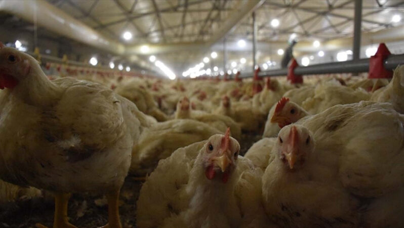 TÜİK’in Aralık 2024 Kümes Hayvancılığı Verileri