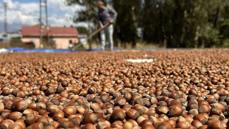 Türkiye’nin Fındık İhracatında Rekor Gelir