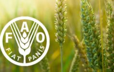 FAO: Besin Fiyat Endeksi yükseldi